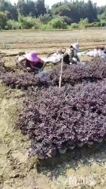 冠幅80厘米红花继木球