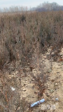 高度60厘米侧柏