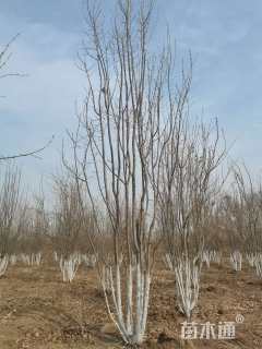 高度430厘米丛生暴马丁香