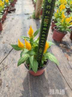 高度20厘米鸡冠花