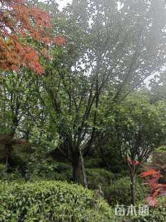 18公分日本晚樱