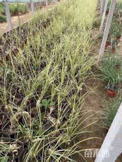 高度25厘米蒲苇