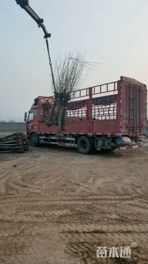 8公分绚丽海棠