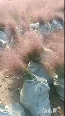 高度20厘米粉黛乱子草