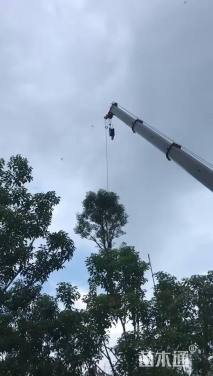 10公分香樟