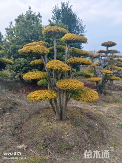 20公分造型亮晶女贞