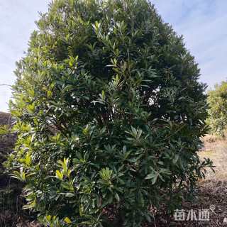 14公分杨梅