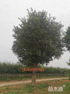 50公分国槐