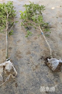 2公分桂花