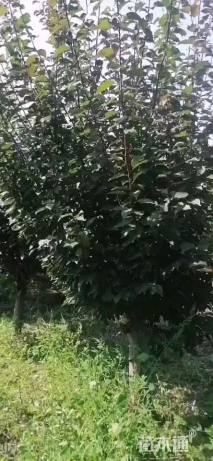 4公分美人梅