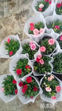 高度17厘米康乃馨