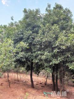 原生苗球花石楠