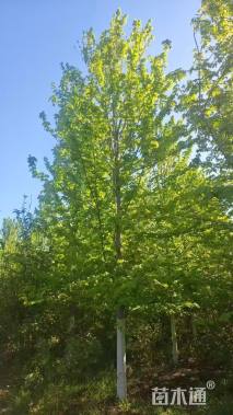 17公分美国红枫