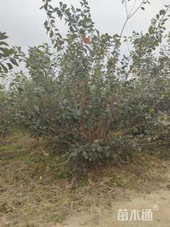 400厘米丛生黄栌