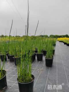 高度60厘米木贼