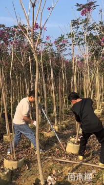 2公分紫花风铃木