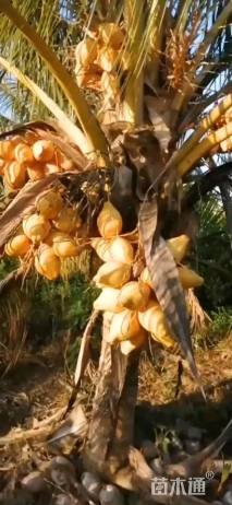 50公分白蜡