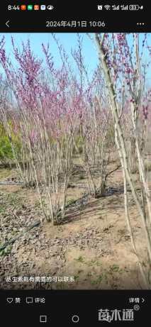 高度180厘米丛生紫荆