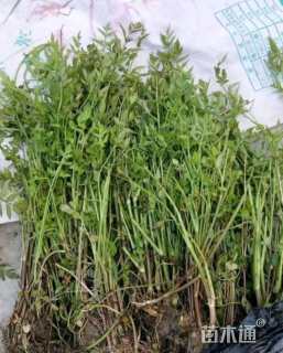 高度40厘米水芹