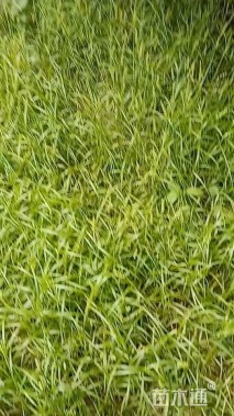 高度30厘米牛鞭草