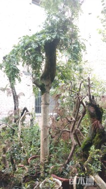 高度2厘米瓜子黄杨