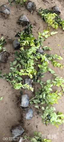 高度60厘米金森女贞