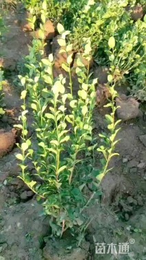 冠幅50厘米卫矛球