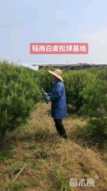 冠幅250厘米白皮松球