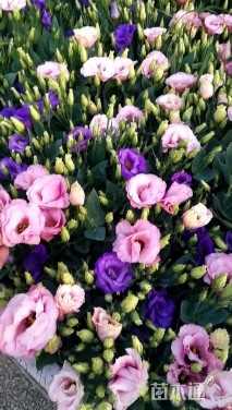 高度30厘米洋桔梗