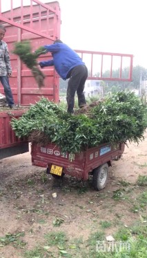 高度80厘米连翘