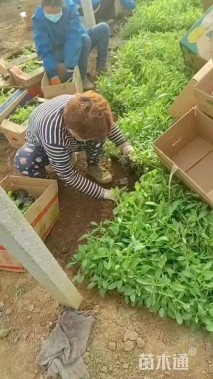 高度30厘米柳叶马鞭草