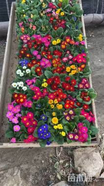 高度10厘米报春花