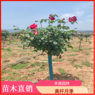 高度170厘米高杆月季