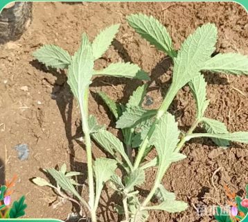 高度26厘米柳叶马鞭草