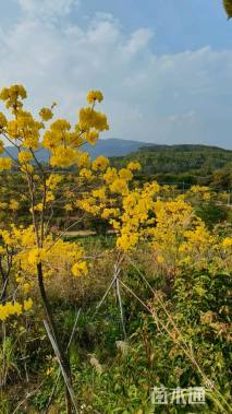 7公分黄花风铃木