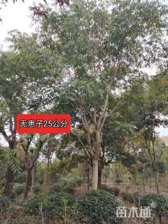 25公分无患子