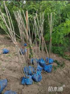 高度50厘米紫穗槐