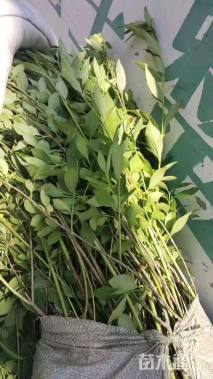 高度40厘米黄金条