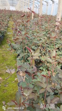 高度30厘米大花月季