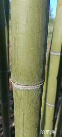 地栽苗青皮竹