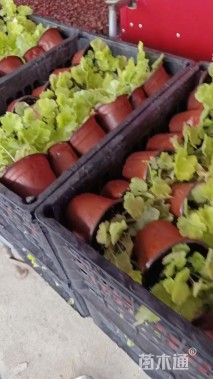 高度20厘米矾根