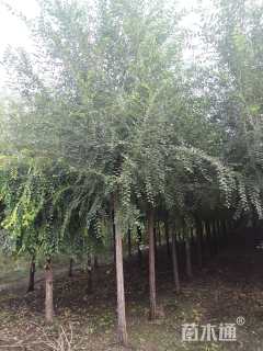 10公分榆树