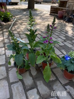 高度15厘米毛地黄