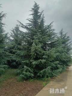 高度300厘米雪松