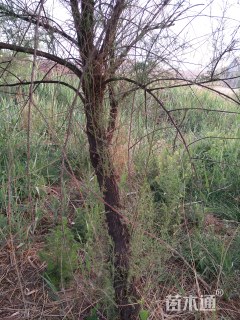 高度250厘米柽柳