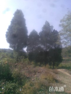 高度800厘米柏树