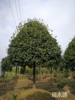 13公分桂花