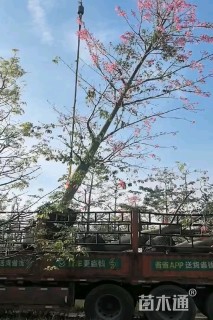 25公分美丽异木棉