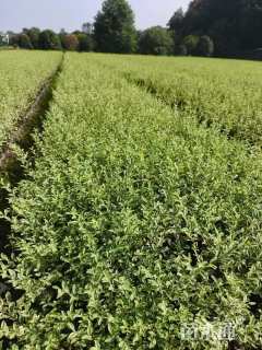 高度50厘米金森女贞