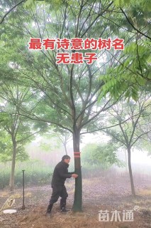 12公分无患子